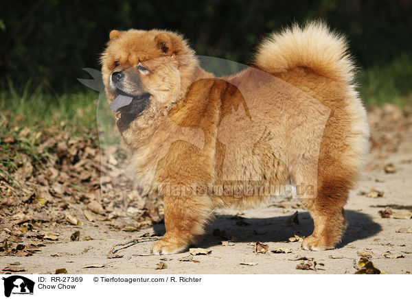 Chow Chow / Chow Chow / RR-27369