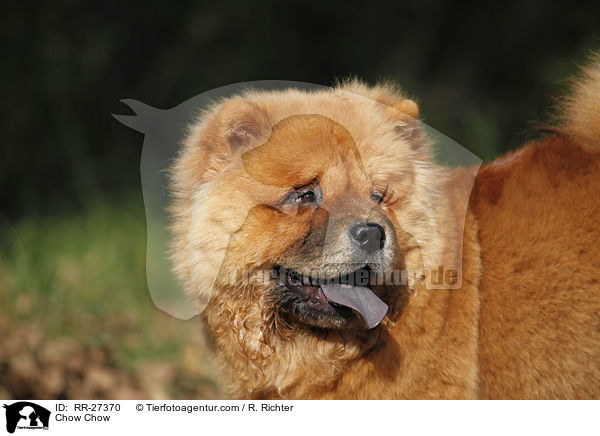 Chow Chow / Chow Chow / RR-27370