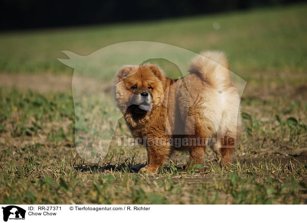 Chow Chow / Chow Chow / RR-27371