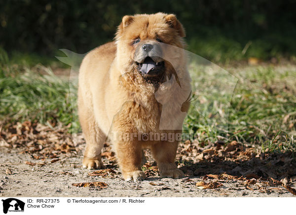 Chow Chow / Chow Chow / RR-27375