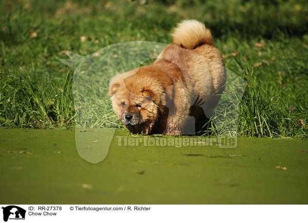 Chow Chow / Chow Chow / RR-27378