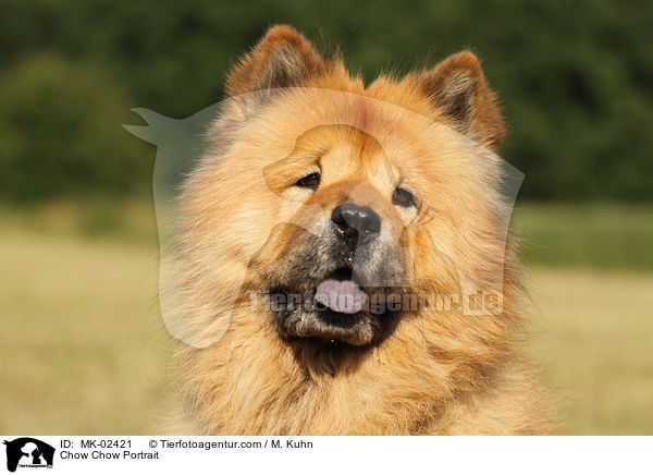 Chow-Chow Portrait / Chow Chow Portrait / MK-02421