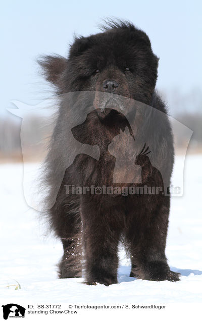 stehender Chow-Chow / standing Chow-Chow / SS-31772