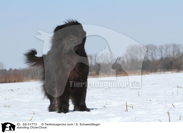 stehender Chow-Chow / standing Chow-Chow / SS-31773