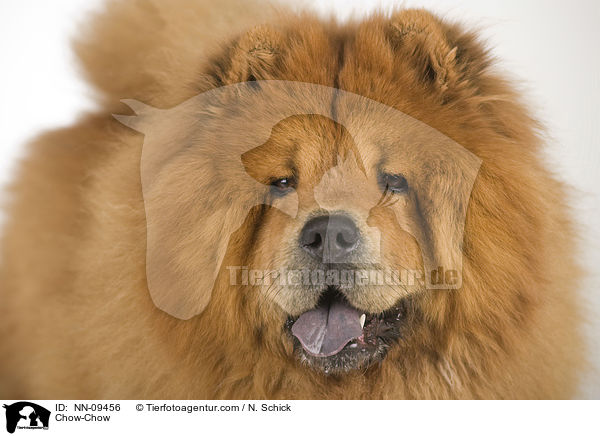 Chow-Chow / Chow-Chow / NN-09456