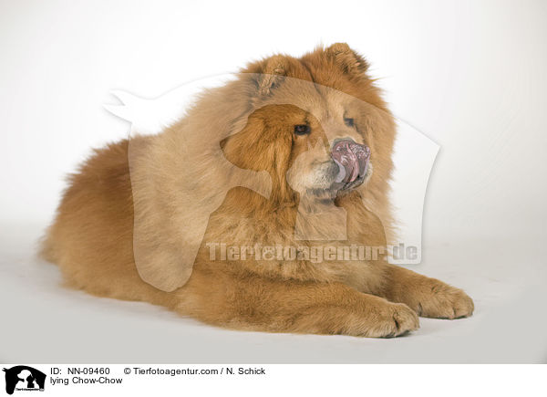 liegender Chow-Chow / lying Chow-Chow / NN-09460