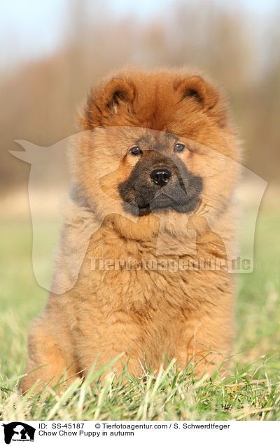 Chow-Chow Welpe im Herbst / Chow Chow Puppy in autumn / SS-45187