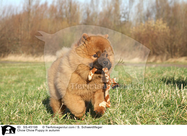 Chow-Chow Welpe im Herbst / Chow Chow Puppy in autumn / SS-45198