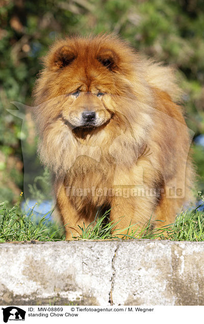 stehender Chow Chow / standing Chow Chow / MW-08869