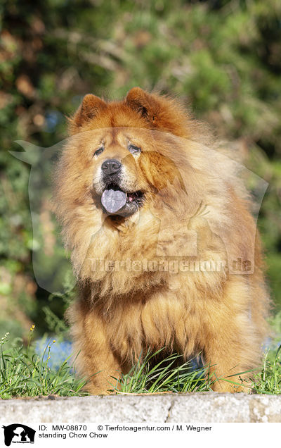 stehender Chow Chow / standing Chow Chow / MW-08870