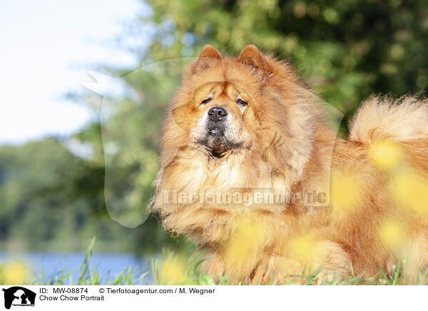 Chow Chow Portrait / Chow Chow Portrait / MW-08874