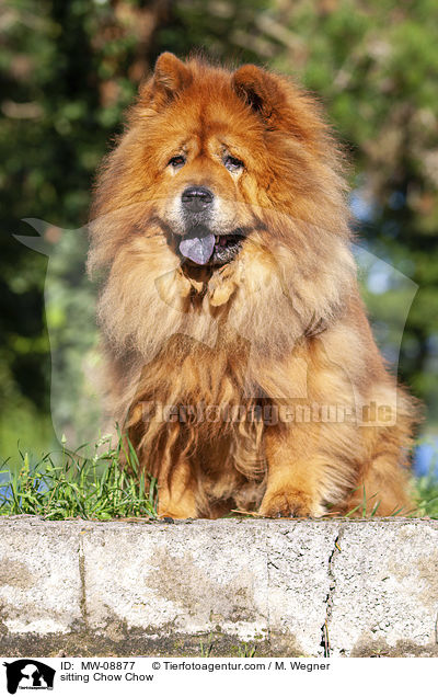 sitzender Chow Chow / sitting Chow Chow / MW-08877