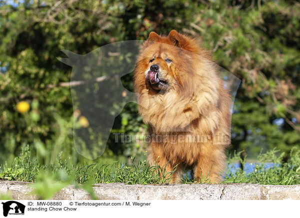 stehender Chow Chow / standing Chow Chow / MW-08880