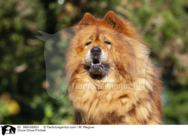 Chow Chow Portrait / Chow Chow Portrait / MW-08883