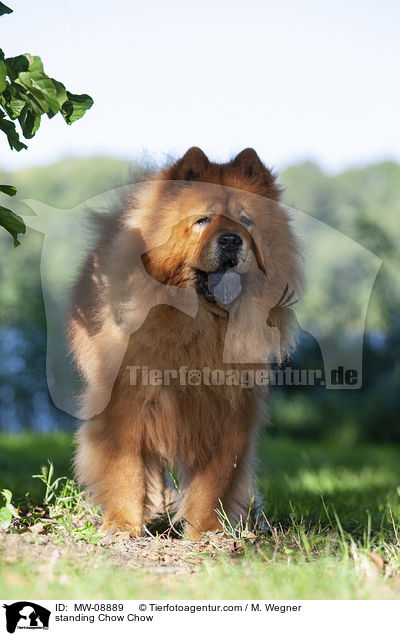 stehender Chow Chow / standing Chow Chow / MW-08889