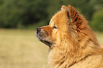 Chow Chow Portrait