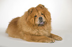 lying Chow-Chow