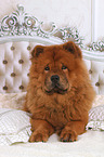 lying Chow Chow