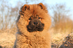 Chow Chow Puppy in autumn