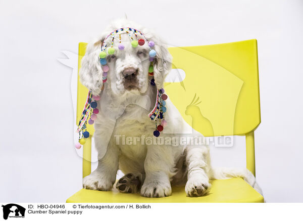 Clumber Spaniel puppy / HBO-04946