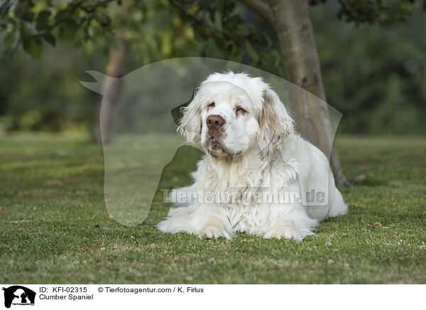 Clumber Spaniel / Clumber Spaniel / KFI-02315