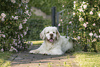 Clumber Spaniel