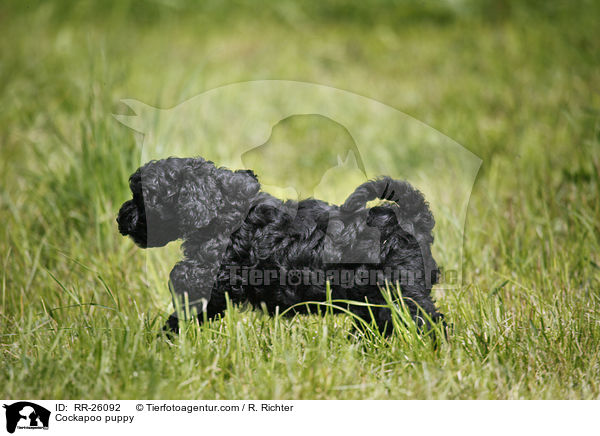 Cockapoo Welpe / Cockapoo puppy / RR-26092