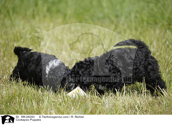 Cockapoo Welpen / Cockapoo Puppies / RR-26093