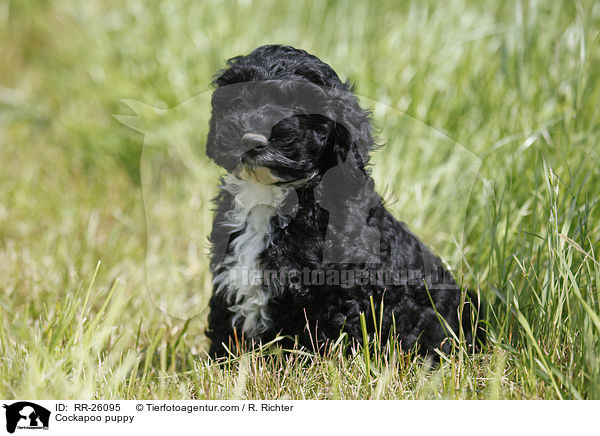 Cockapoo Welpe / Cockapoo puppy / RR-26095