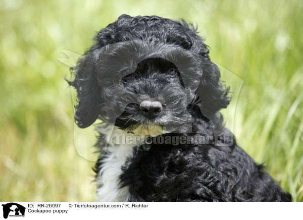 Cockapoo Welpe / Cockapoo puppy / RR-26097