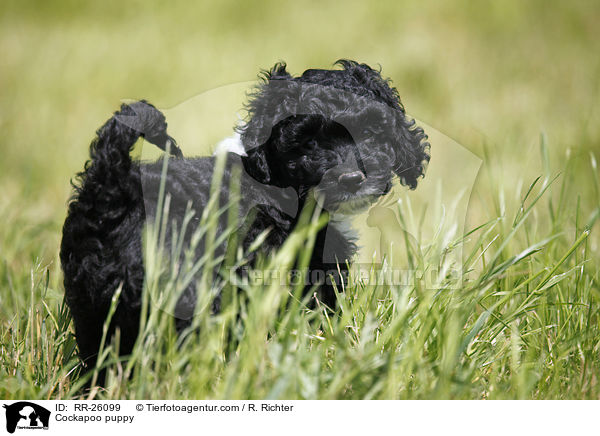 Cockapoo Welpe / Cockapoo puppy / RR-26099