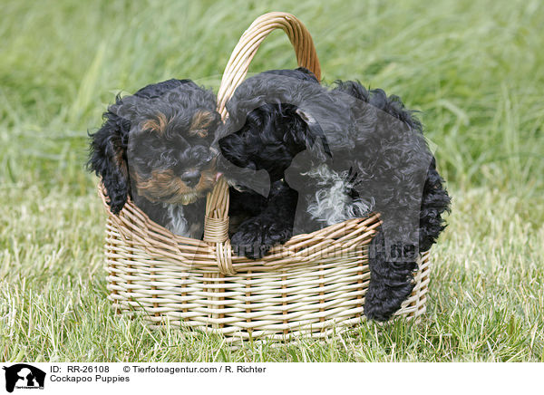 Cockapoo Welpen / Cockapoo Puppies / RR-26108