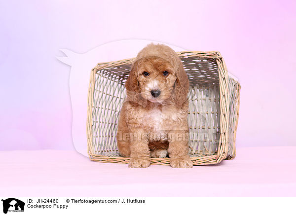 Cockerpoo Welpe / Cockerpoo Puppy / JH-24460