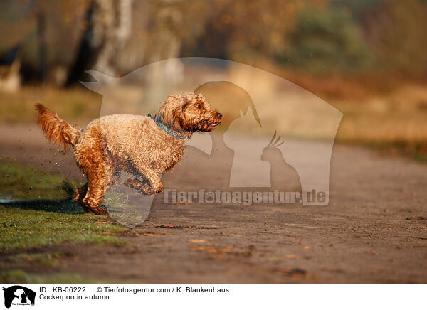 Cockerpoo im Herbst / Cockerpoo in autumn / KB-06222