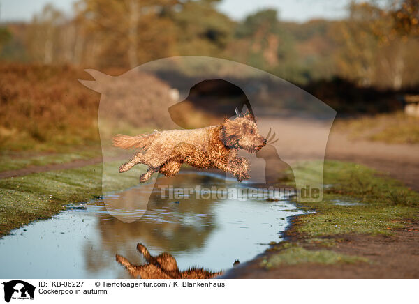 Cockerpoo im Herbst / Cockerpoo in autumn / KB-06227