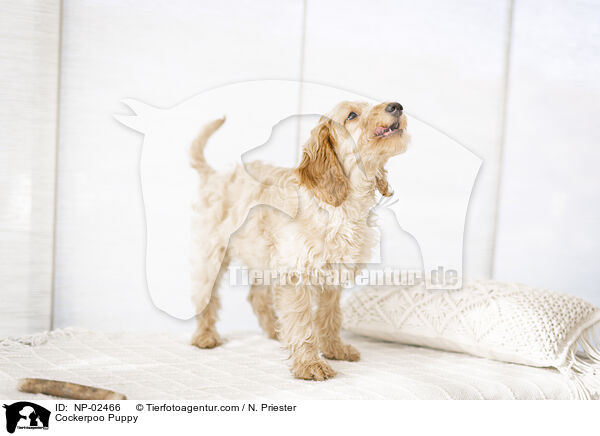 Cockerpoo Welpe / Cockerpoo Puppy / NP-02466