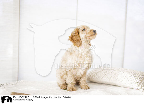 Cockerpoo Welpe / Cockerpoo Puppy / NP-02467