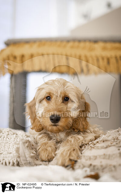 Cockerpoo Welpe / Cockerpoo Puppy / NP-02495