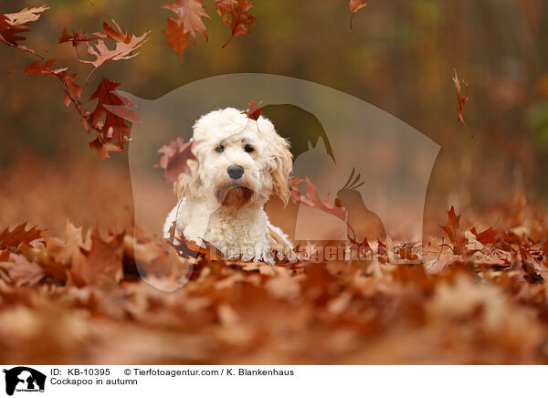 Cockapoo im Herbst / Cockapoo in autumn / KB-10395