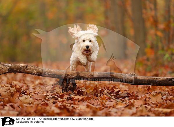 Cockapoo im Herbst / Cockapoo in autumn / KB-10413