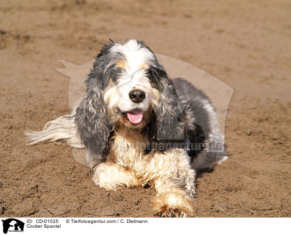 Cocker Spaniel / CD-01025