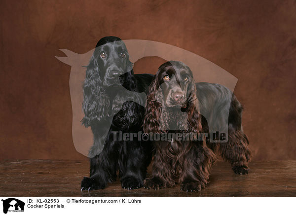 Cocker Spaniels / KL-02553