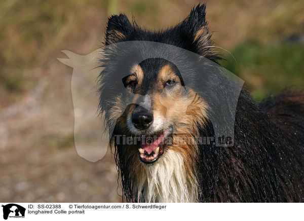 Langhaarcollie Portrait / longhaired Collie portrait / SS-02388