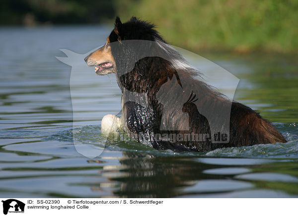 swimming longhaired Collie / SS-02390