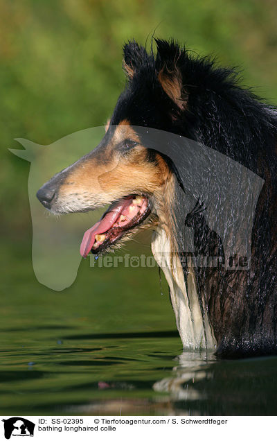 bathing longhaired collie / SS-02395