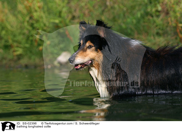 bathing longhaired collie / SS-02396