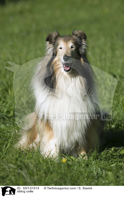 sitzender Collie / sitting collie / SST-01014