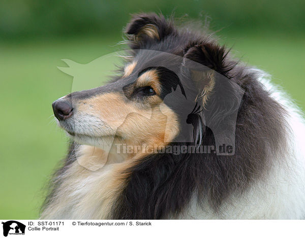 Collie Portrait / SST-01171