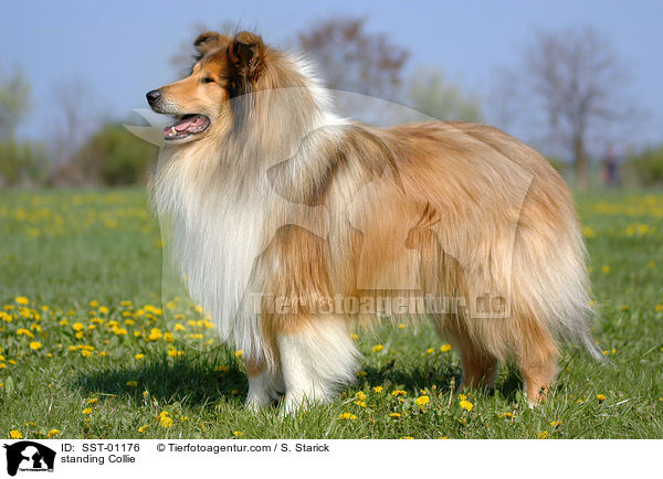 stehender Collie / standing Collie / SST-01176