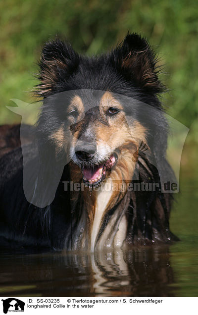 longhaired Collie in the water / SS-03235